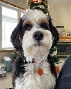 F1 Mini Bernedoodle of Bailey & Goose